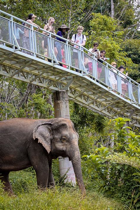 Experience Elephants In Thailand Best Elephant Sanctuaries Phuket