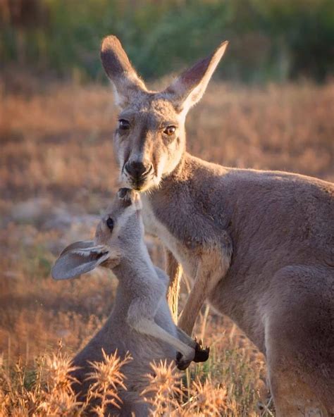 Two Kangaroos Are Standing Next To Each Other In The Grass And One Has