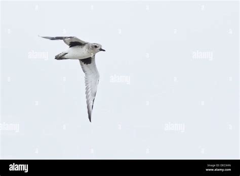 Grey Plover Pluvialis Squatarola Or Black Bellied Plover In Flight