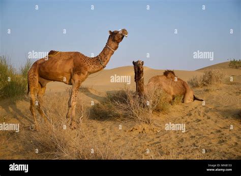 Thar desert animals hi-res stock photography and images - Alamy