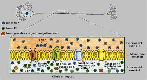 APB2 CANALES IÓNICOS DEL AXÓN