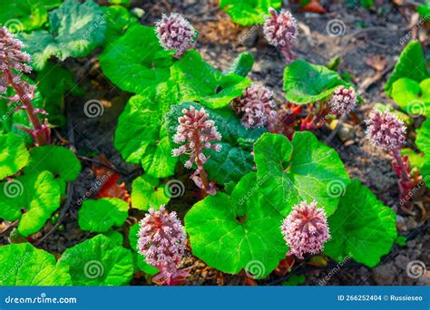 Hojas Verdes Con Flores En Flor Foto de archivo - Imagen de prado, cubo ...
