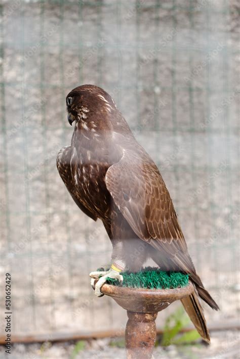 prey Peregrine falcon in an aviary and a rack Stock Photo | Adobe Stock