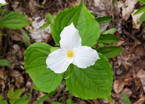 Trillium Flower White - Free photo on Pixabay - Pixabay