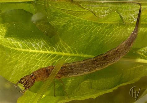 Cybister Lateralimarginalis Larva Diving Beetle Larva