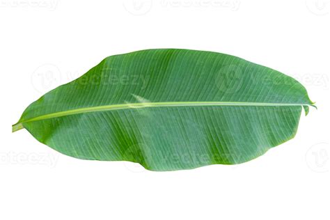 Green Banana Leaf Isolated On White Background 10870034 Png