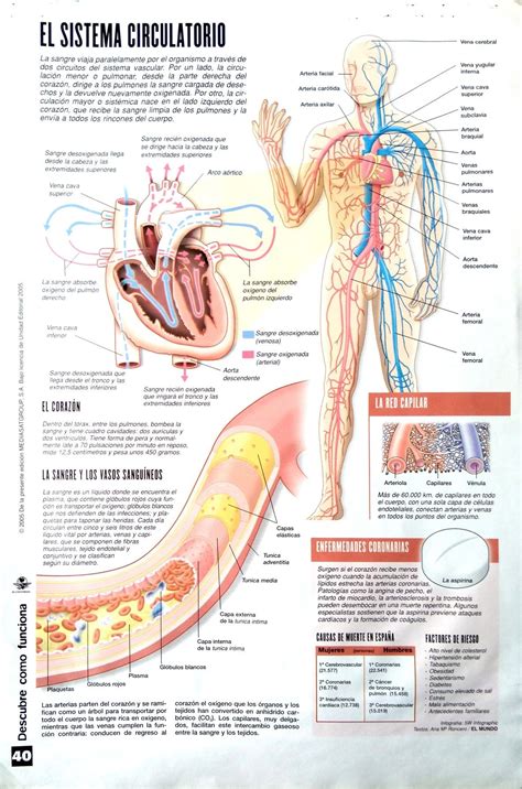 Sistema Circulatorio Infografía Anatomia Del Sistema Circulatorio Sistema Circulatorio