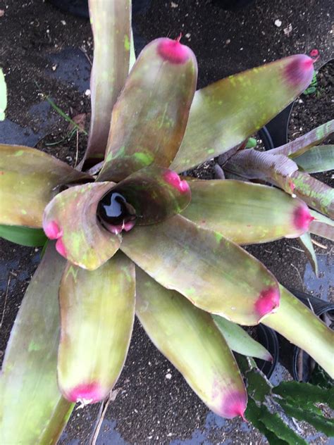 Exotic Bromeliad Burgundy Tip Lawns And Landscapes