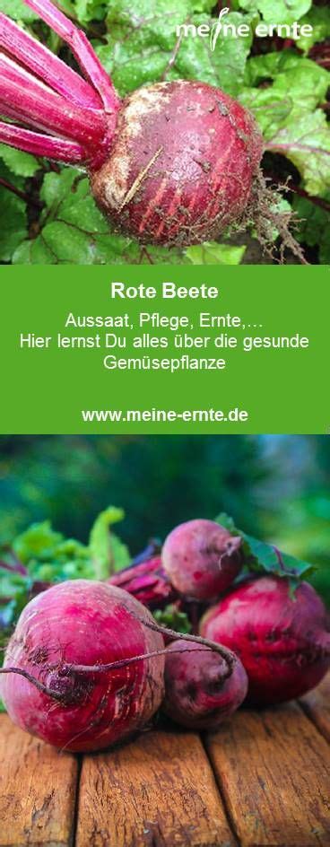 Rote Beete Hier Erfahrt Ihr Alles Rund Um Das Gem Se Rote Beete