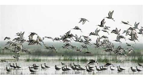 Number Of Migratory Birds Increases In SNP OrissaPOST