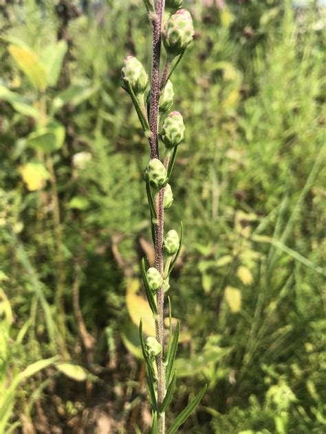 Wisconsin Wildflower Rough Blazing Star Gayfeather Liatris Aspera