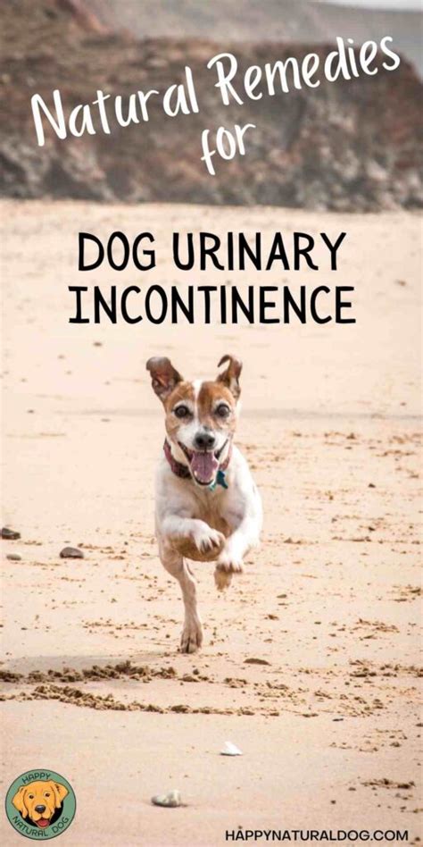 Dog Urinary Incontinence: Natural Remedies That Work