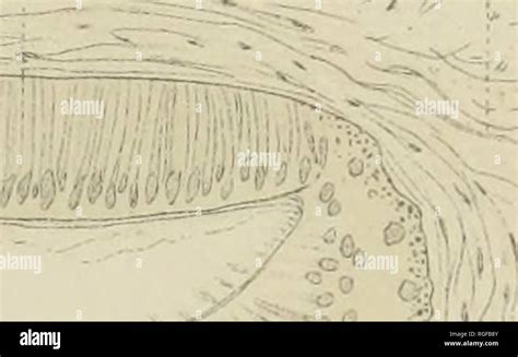 parietal eye stock  parietal eye stock images alamy