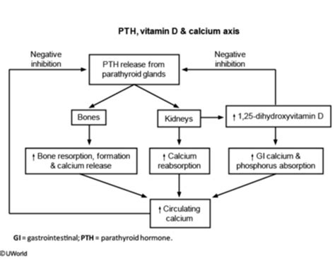 disorders of calcium metabolism, and metabolic bone disease Flashcards ...