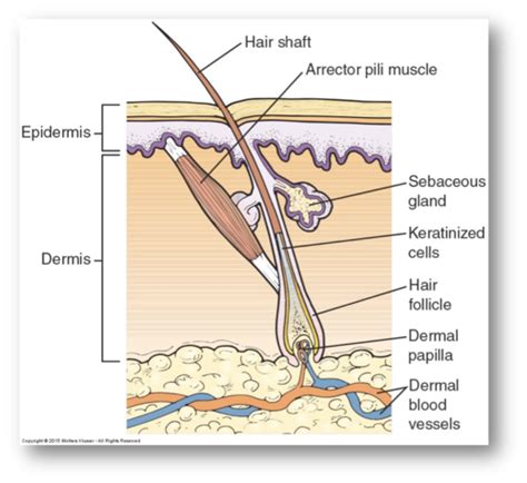 L9 Pathophysiology Skin Disorders Flashcards Quizlet