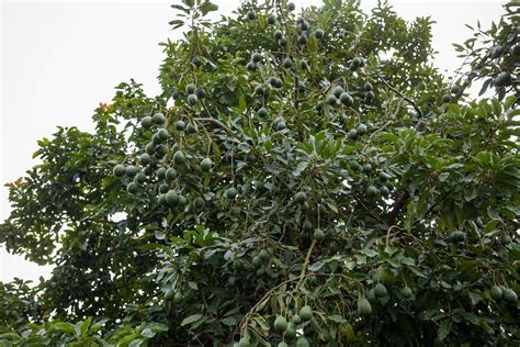 How To Grow And Care For An Avocado Tree