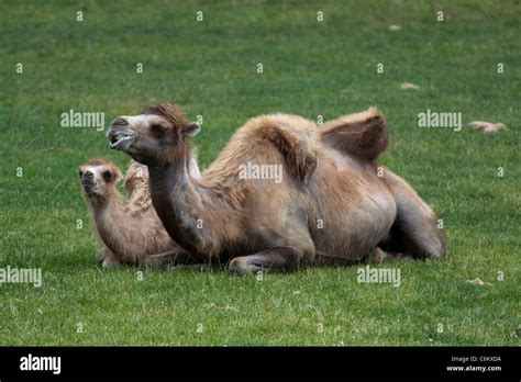 Dromedary And Bactrian Camel Hi Res Stock Photography And Images Alamy