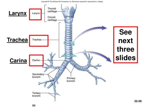 Ppt Chapter 22— The Respiratory System Powerpoint Presentation Free