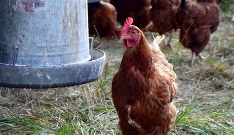 Chicken Feeders and Waterers: A Hobby Farms Buyer's Guide - Hobby Farms