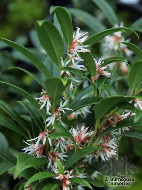 Sarcococca Hookeriana Var Digyna From Burncoose Nurseries