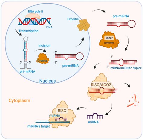 Mirnas Synthesis Biogenesis Of Mirnas Is A Multistep Process Download Scientific Diagram