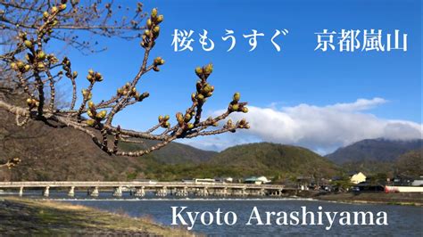 2024年3月27日 水 桜もうすぐ 京都嵐山 Cherry blossoms coming soon in Arashiyama