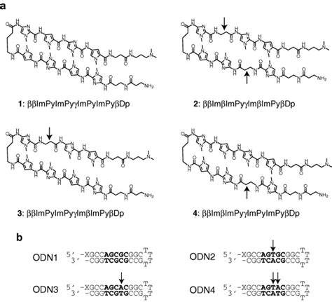 A Structures Of Pyim Polyamides The Arrows Indicate The