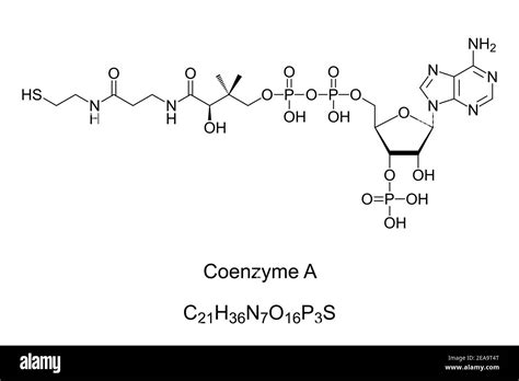 Coenzyme A Chemical Formula And Skeletal Structure Coenzyme Notable