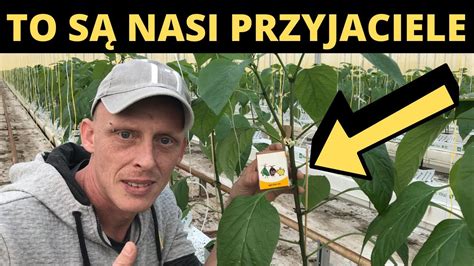 TO SĄ NASI PRZYJACIELE PRACA W HOLANDII YouTube