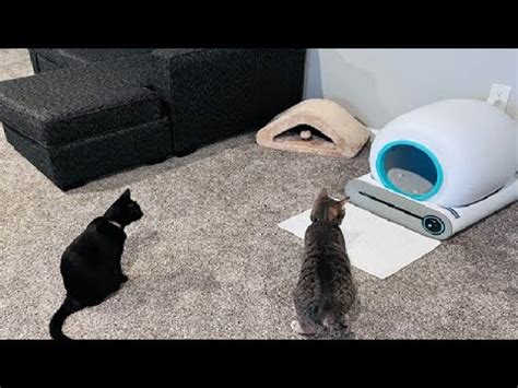 Famree Smart Self Cleaning Cat Litter Box Automatic Cat Litter