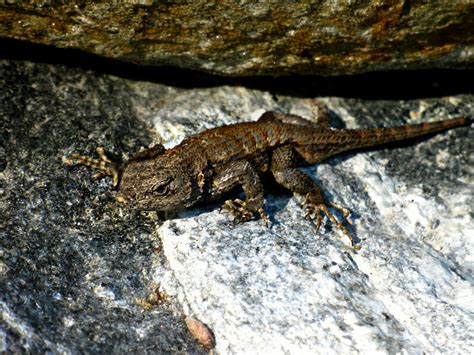 Eastern Fence Lizard Wallpapers Wallpaper Cave