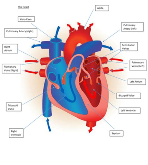 The Cardiovascular System The Heart Labelled Diagram Diagram Quizlet