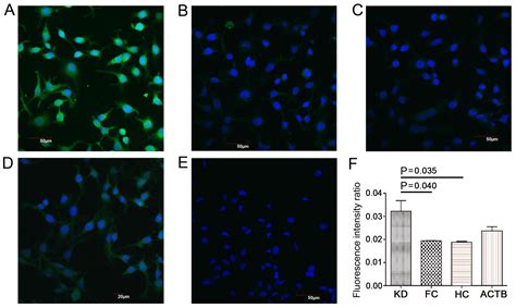 Identification Of A Novel Antiheat Shock Cognate Kda Protein