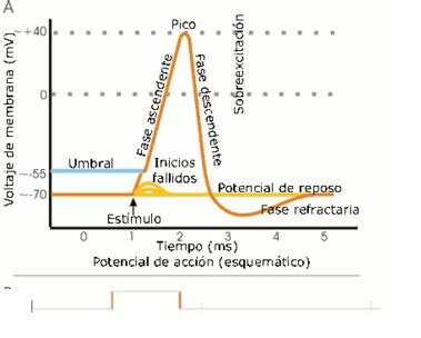 Ranking De Las 11 Que Es El Potencial De Accion ABeamer