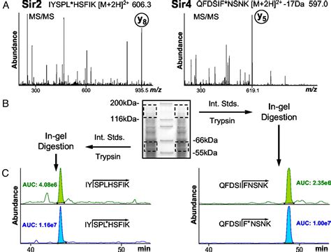 Absolute Quantification Of Proteins And Phosphoproteins From Cell