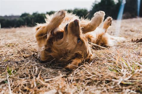 Do Cocker Spaniels Shed Everything You Need To Know Spaniel Advisor