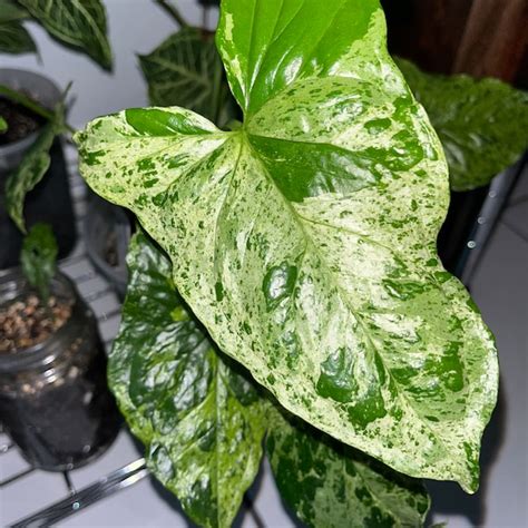 Syngonium Mojito Etsy