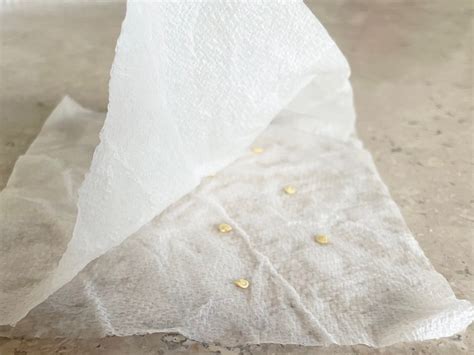 How To Germinate Seeds In A Paper Towel An Easy Step By Step Guide