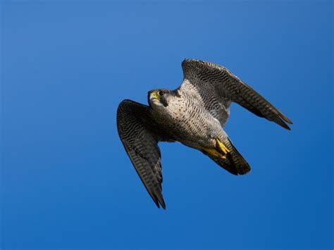 Premium Photo Peregrine Falcon Falco Peregrinus