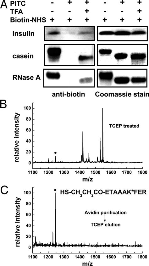 Assessment Of The N Clap For Enrichment Of The N Terminal Peptide From Download Scientific