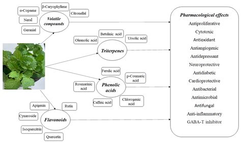 Melissa Officinalis Encyclopedia Mdpi