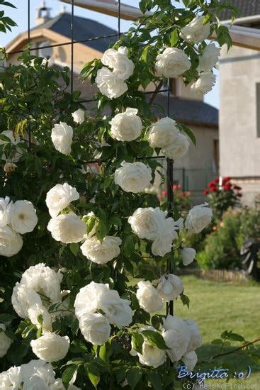 Imported White Rose Climber Live Flower Plant White Rose Plant With