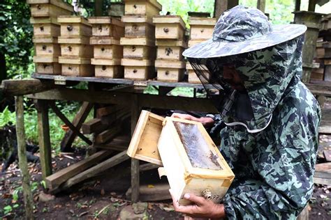 Madu Hasil Budidaya Lebah Madu Trigona Banyak Diminati Masyarakat