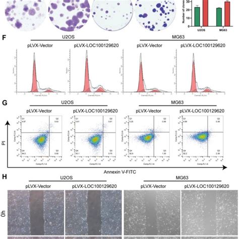 Lncrna Loc100129620 Overexpression Promotes The Proliferation And