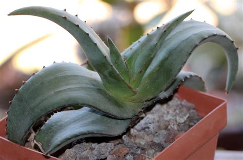 Aloe Lavranosii 2020 02 10 Cm Pot This Plant Was Bought Flickr