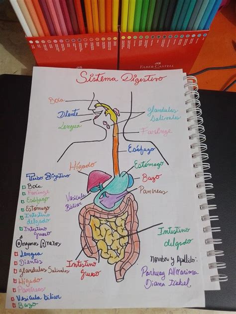 Sistema digestivo y órganos anexos Faringe Intestino grueso Cosas