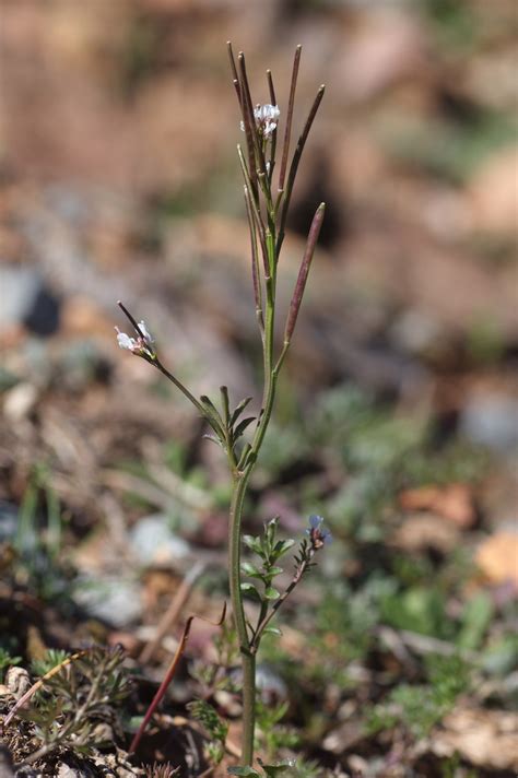 Hairy Bittercress Edible Plants Of The Greater Portland Metro Area