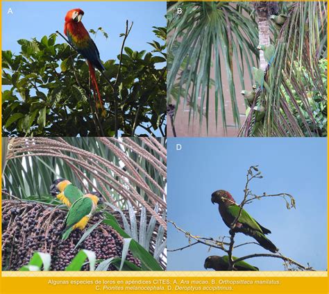 Aves Loros Y Guacamayas