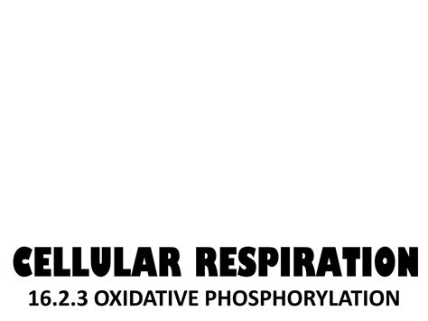 Solution Cellular Respiration In Oxidative Phosphorylation Studypool