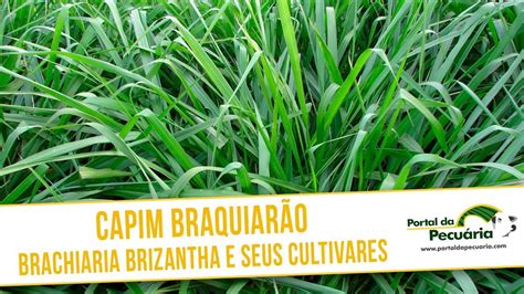 Capim Baquiarão Braquiária brizantha e seus cultivares YouTube